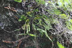 Phlegmariurus fordii