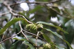 Castanopsis carlesii