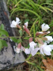 Saponaria officinalis