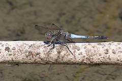 Orthetrum caledonicum