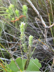 Struthiola tomentosa