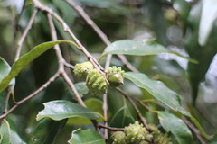 Castanopsis carlesii