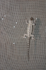Sceloporus grammicus