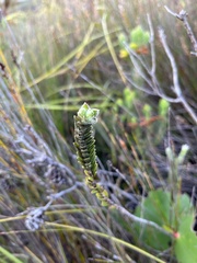Struthiola tomentosa