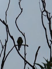 Sphecotheres vieilloti