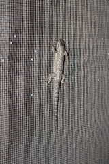 Sceloporus grammicus