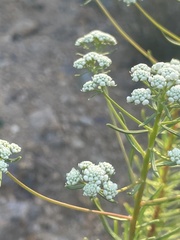 Ozothamnus diosmifolius