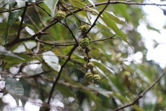 Castanopsis carlesii