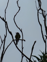 Sphecotheres vieilloti