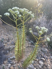Ozothamnus diosmifolius
