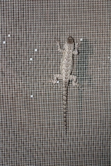 Sceloporus grammicus
