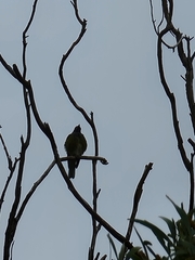 Sphecotheres vieilloti