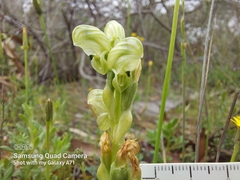 Pterostylis cycnocephala