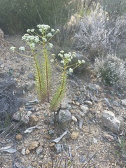 Ozothamnus diosmifolius