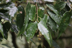 Castanopsis carlesii