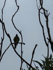 Sphecotheres vieilloti