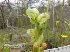 Pterostylis cycnocephala