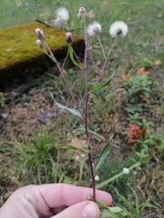 Erigeron acris