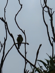 Sphecotheres vieilloti