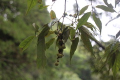 Castanopsis carlesii