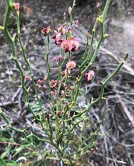 Daviesia brevifolia