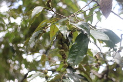 Castanopsis carlesii