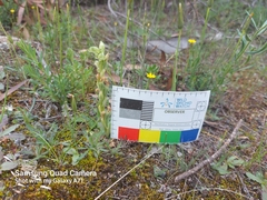 Pterostylis cycnocephala