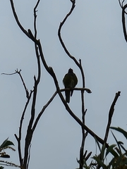 Sphecotheres vieilloti