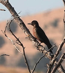 Melanerpes lewis