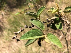 Sida hackettiana