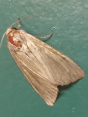 Noctuoidea