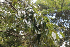 Castanopsis carlesii