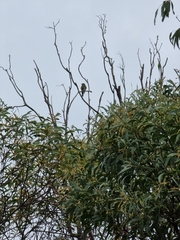 Sphecotheres vieilloti