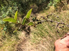 Sida hackettiana