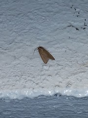 Noctuoidea