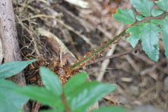 Polystichum prionolepis