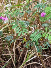 Tephrosia glomeruliflora