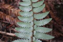 Polystichum prionolepis