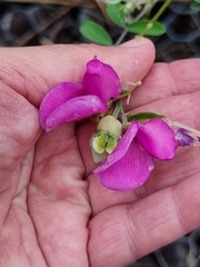 Tephrosia glomeruliflora