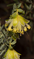 Pimelea suaveolens