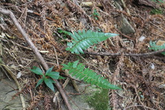 Polystichum prionolepis