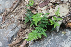 Cheilanthes nitidula