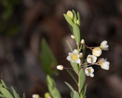 Phyllanthus calycinus