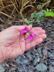 Tephrosia glomeruliflora