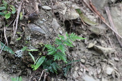 Cheilanthes nitidula
