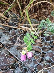 Tephrosia glomeruliflora