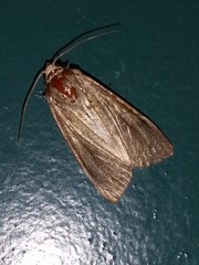 Noctuoidea