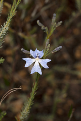 Lechenaultia biloba
