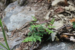 Cheilanthes nitidula