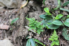 Cheilanthes nitidula